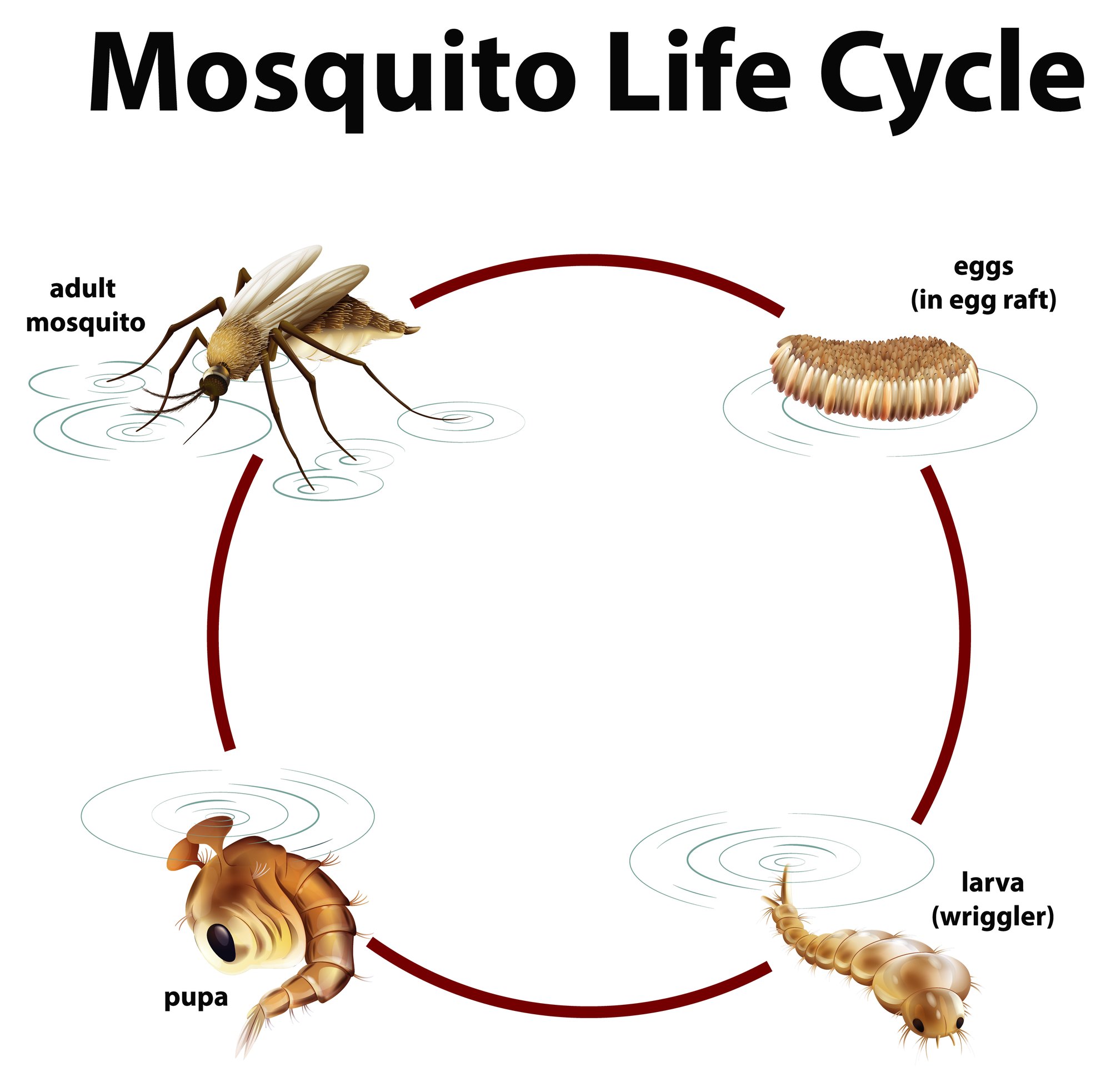 a graphic of the lifecycle of a mosquito from egg to larva to pupa to mosquito a graphic of the lifecycle of a mosquito from egg to larva to pupa to mosquito