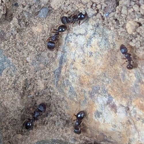 a photo of pavement ants a photo of pavement ants