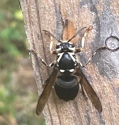 a photo of a bald faced hornet a photo of a bald faced hornet