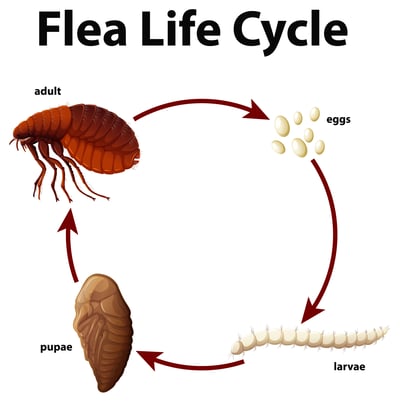 flealifecycle flealifecycle