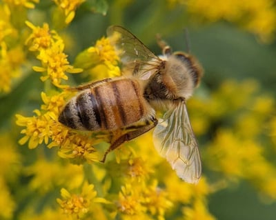 A picture of a honeybee