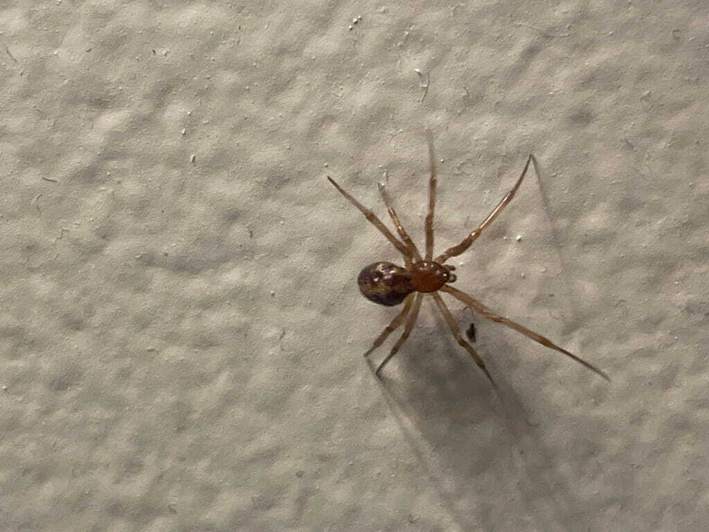 A photo of an american house spider