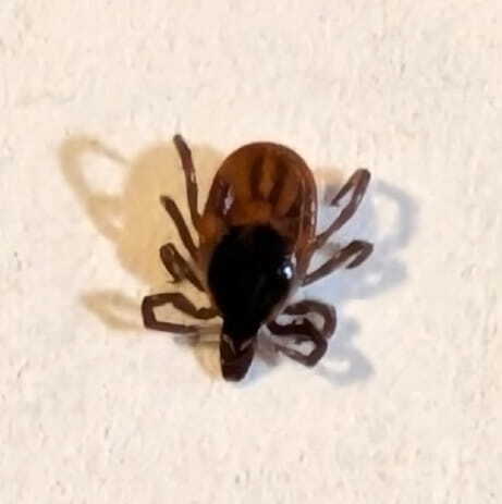 A black-legged deer tick