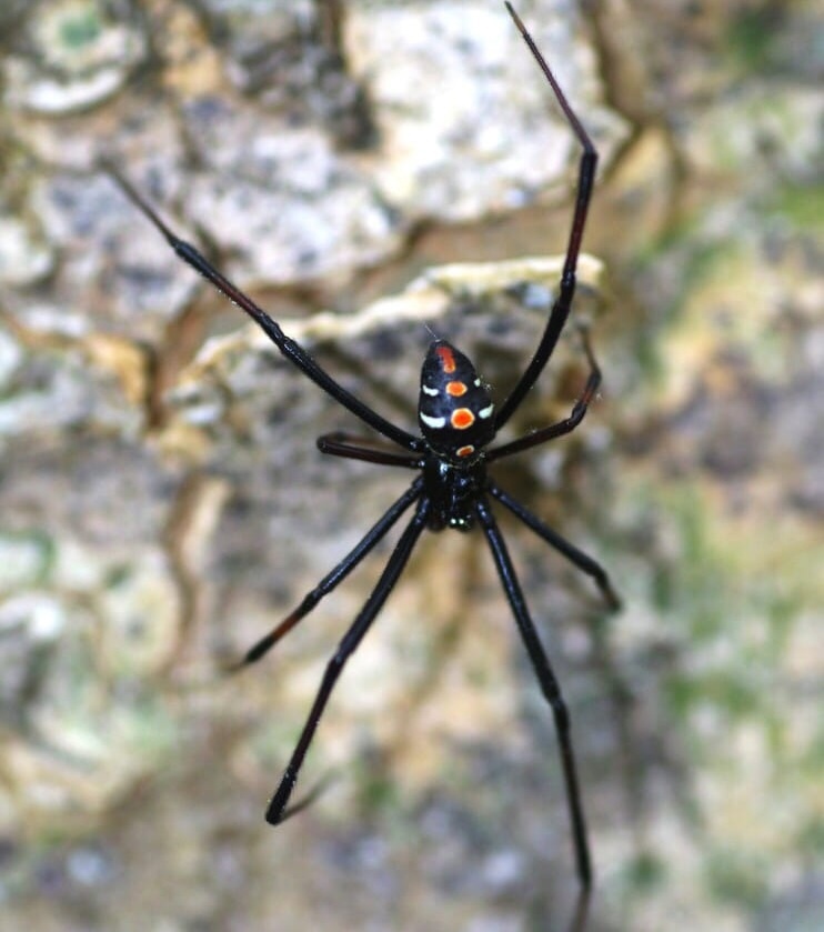a black widow spider