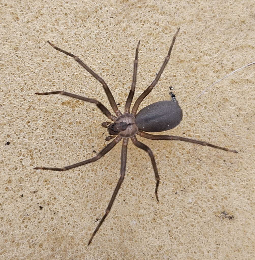 A brown recluse spider