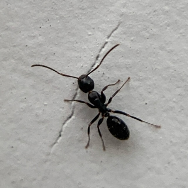 Carpenter Ants