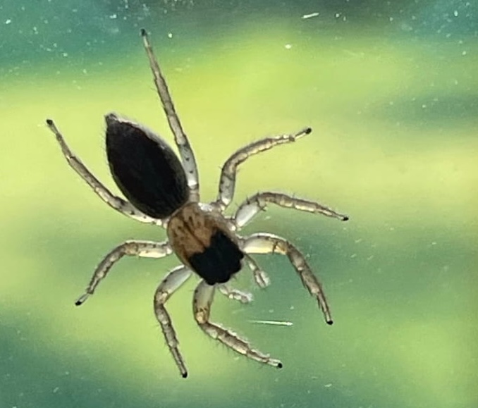 A photo of a jumping spider