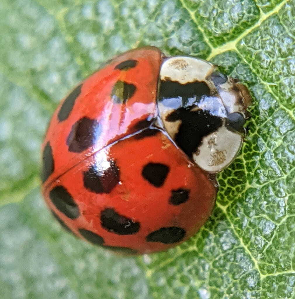 a photo of a multicolored asian lady beetles a photo of a multicolored asian lady beetles