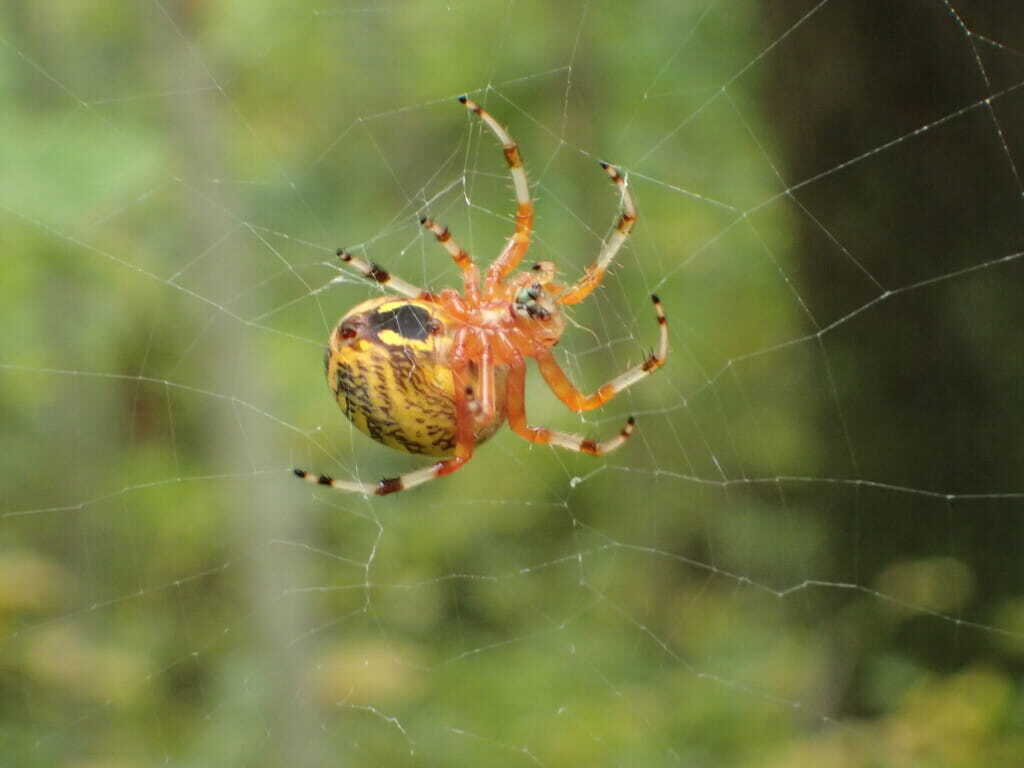 A photo of an orb weaver spider