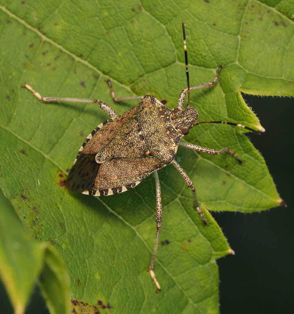 StinkBug StinkBug