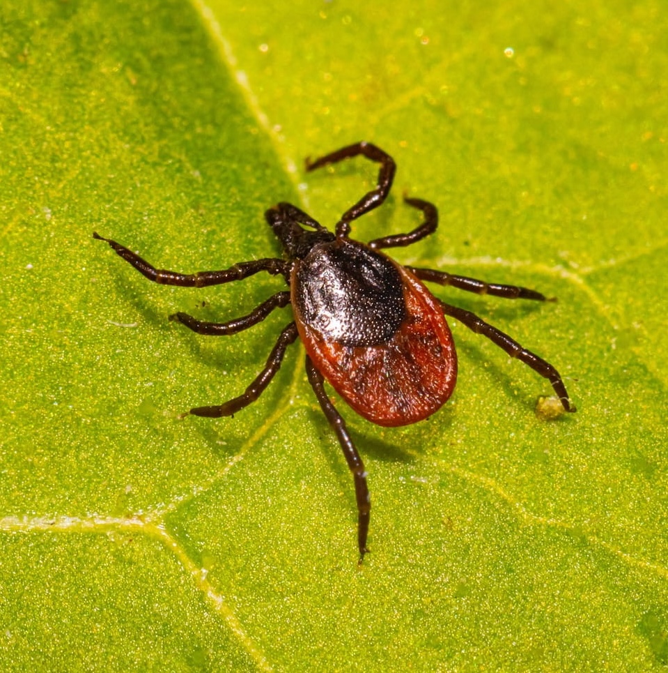 A photo of a tick on a leaf