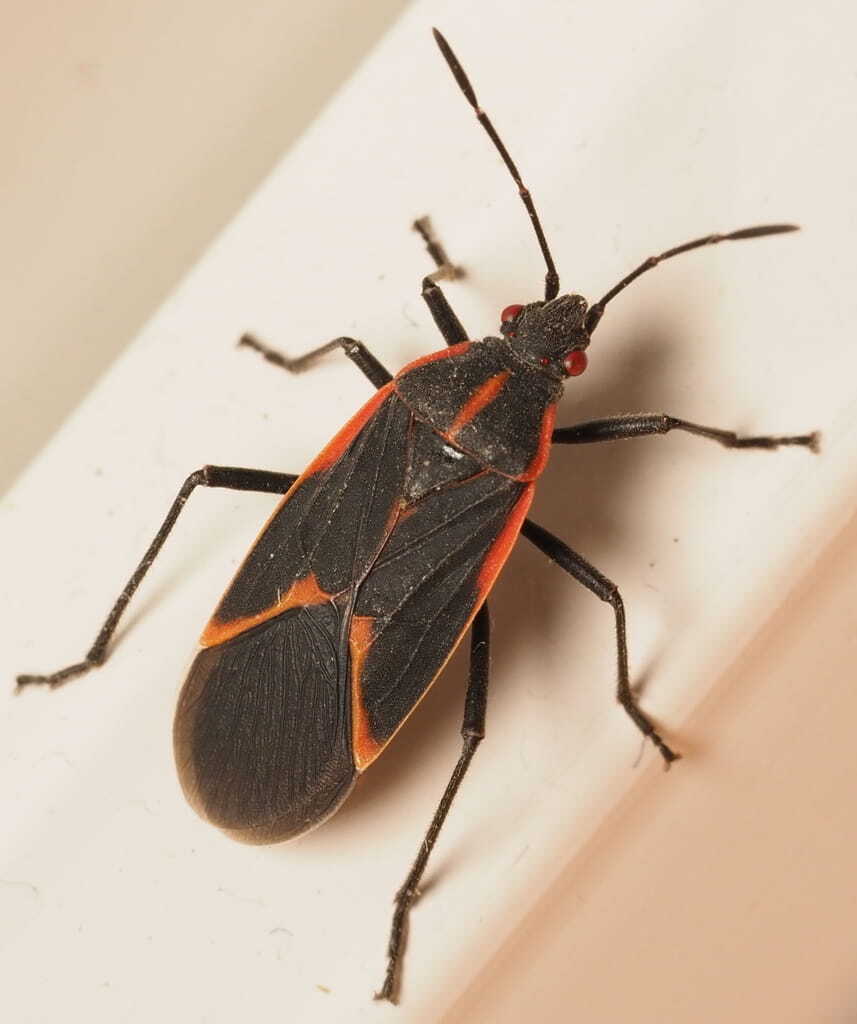 boxelder bug boxelder bug