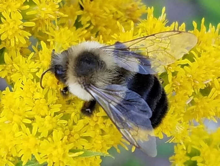 a photo of a bumble bee on a flower a photo of a bumble bee on a flower