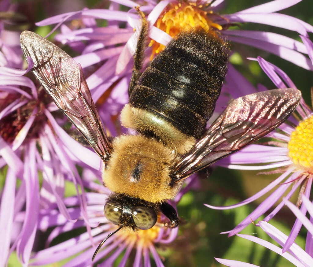 A photo of a carpenter bee on a flower A photo of a carpenter bee on a flower