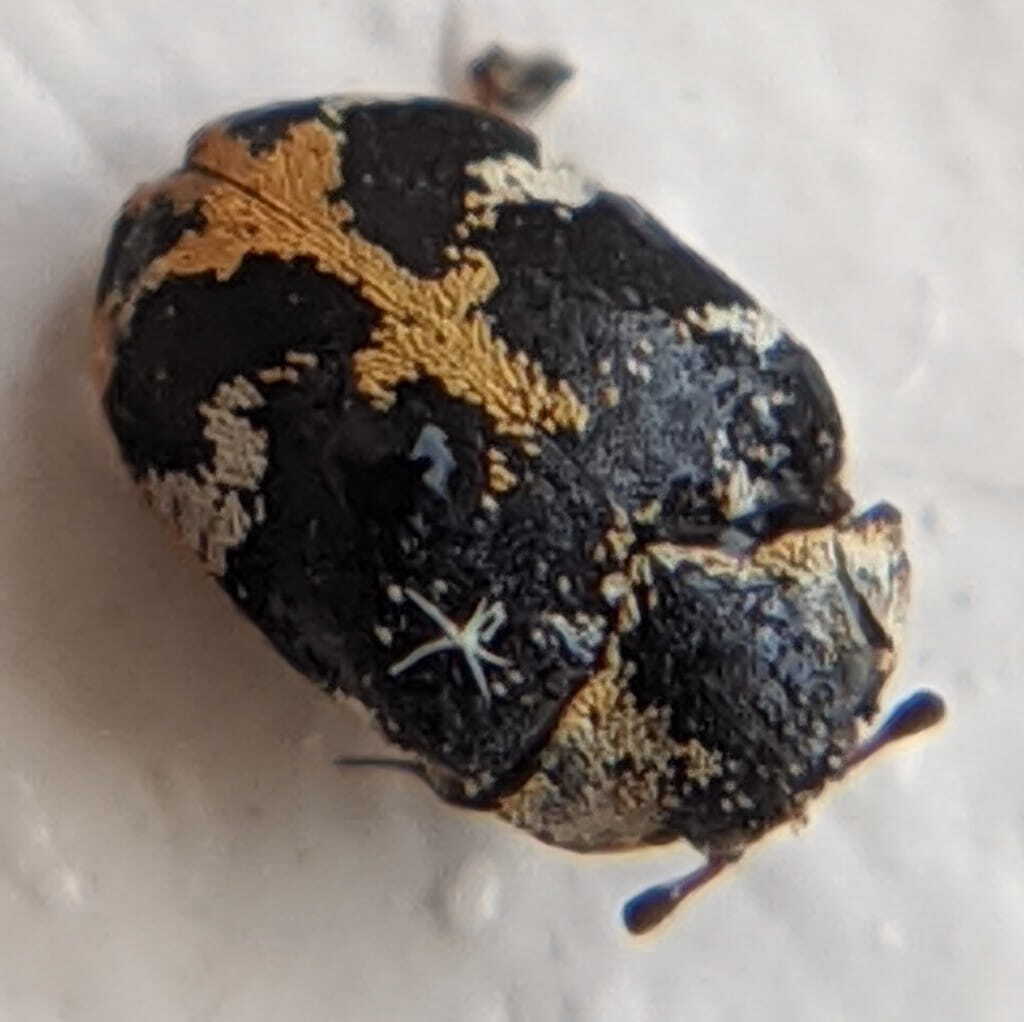 a photo of a carpet beetle a photo of a carpet beetle