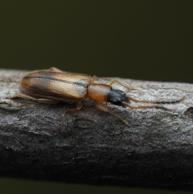 A photo of a grain beetle A photo of a grain beetle