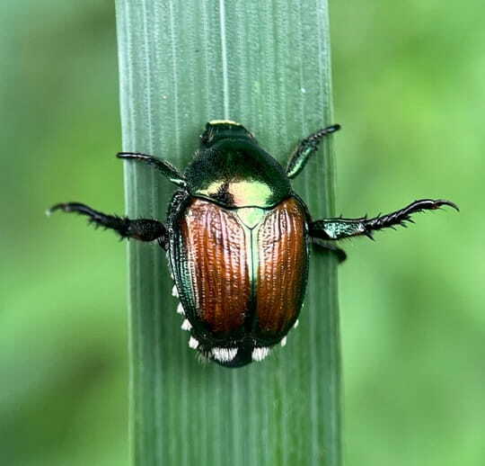 japanesebeetle japanesebeetle