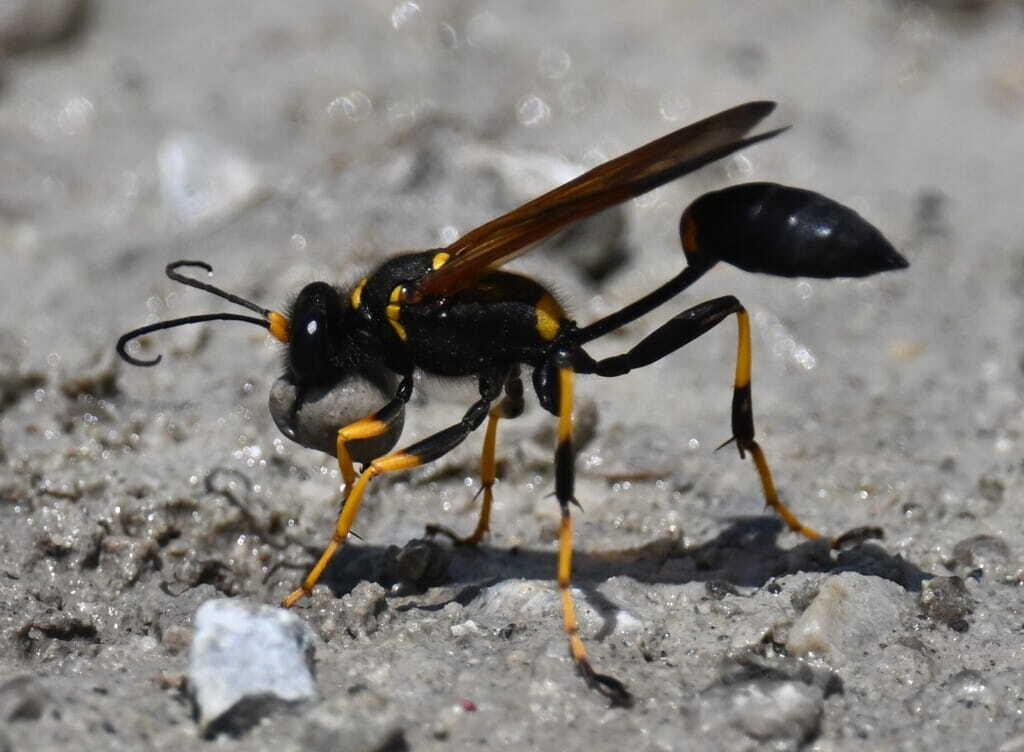 a photo of a mud dauber