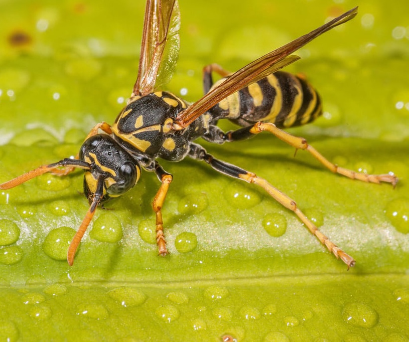 a photo of a paper wasp on a leaf