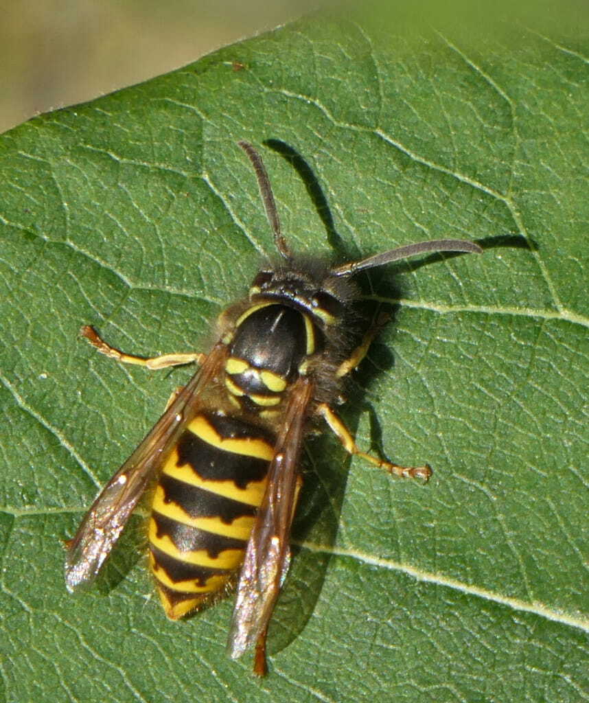 yellow jacket (1)